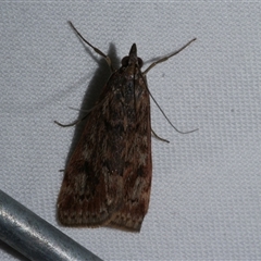 Achyra affinitalis (Cotton Web Spinner) at Freshwater Creek, VIC - 11 Apr 2020 by WendyEM