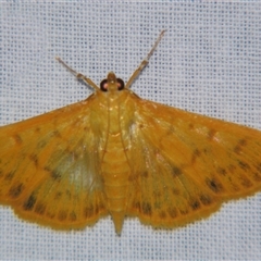 Pleuroptya balteata (A Crambid moth) at Sheldon, QLD - 18 Jan 2008 by PJH123