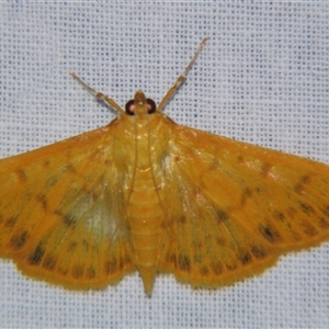 Pleuroptya balteata (A Crambid moth) at Sheldon, QLD by PJH123