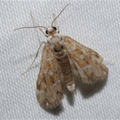 Hygraula nitens (Pond Moth) at Freshwater Creek, VIC - 10 Apr 2020 by WendyEM