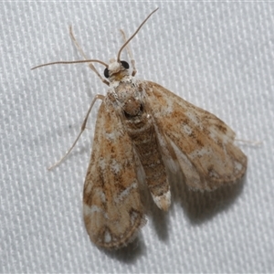 Hygraula nitens (Pond Moth) at Freshwater Creek, VIC by WendyEM