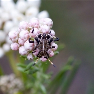 Oncocoris geniculatus at Bungonia, NSW - 26 Nov 2024