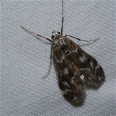 Hygraula nitens (Pond Moth) at Freshwater Creek, VIC - 10 Apr 2020 by WendyEM