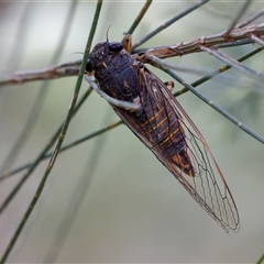 Yoyetta sp. (genus) (Firetail or Ambertail Cicada) at Bungonia, NSW - 26 Nov 2024 by KorinneM