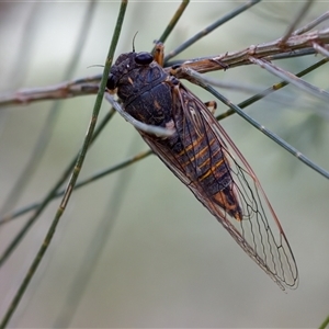 Yoyetta sp. (genus) at Bungonia, NSW - 26 Nov 2024