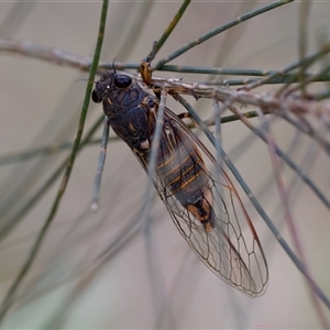 Yoyetta sp. (genus) at Bungonia, NSW - 26 Nov 2024