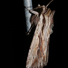 Persectania ewingii (Southern Armyworm) at Freshwater Creek, VIC - 11 Apr 2020 by WendyEM