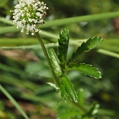 Acaena novae-zelandiae at Uriarra Village, ACT - 21 Nov 2024 11:28 AM