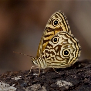 Geitoneura acantha (Ringed Xenica) at Bungonia, NSW by KorinneM