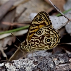 Geitoneura acantha at Bungonia, NSW - 26 Nov 2024 04:53 PM