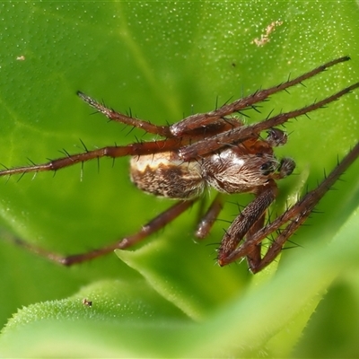 Araneus hamiltoni (Hamilton's Orb Weaver) at Uriarra Village, ACT - 21 Nov 2024 by KenT