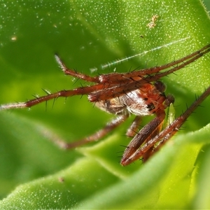 Araneus hamiltoni at Uriarra Village, ACT - 22 Nov 2024