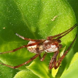 Araneus hamiltoni at Uriarra Village, ACT - 22 Nov 2024