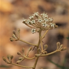 Astrotricha ledifolia (Common Star-hair) at Uriarra Village, ACT - 20 Nov 2024 by KenT