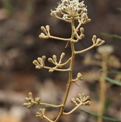 Astrotricha ledifolia at Uriarra Village, ACT - 21 Nov 2024