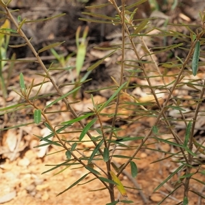 Astrotricha ledifolia at Uriarra Village, ACT - 21 Nov 2024