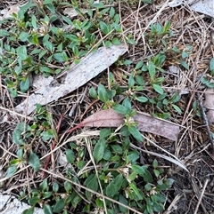 Alternanthera sp. A Flora of NSW (M. Gray 5187) J. Palmer at Higgins, ACT - 3 Dec 2024 by Untidy