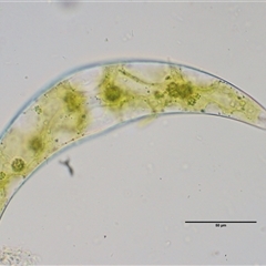 Closterium sp. (A green freshwater algae) at Cotter River, ACT - 22 Nov 2024 by KenT