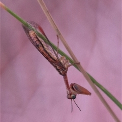 Campion sp. (genus) at Bungendore, NSW - 4 Dec 2024 08:10 PM