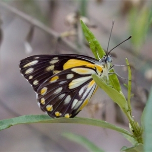 Belenois java (Caper White) at Bungonia, NSW by KorinneM