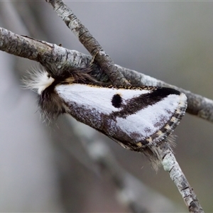 Epicoma melanospila at Bungonia, NSW - 26 Nov 2024