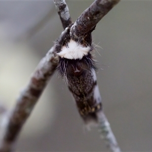 Epicoma melanospila at Bungonia, NSW - 26 Nov 2024