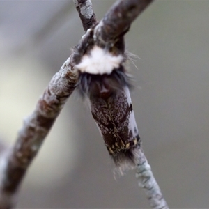 Epicoma melanospila at Bungonia, NSW - 26 Nov 2024