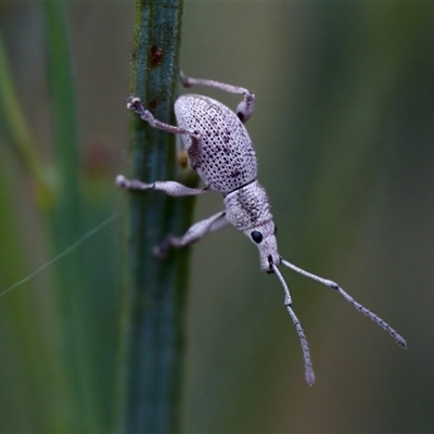 Merimnetes (genus) (A weevil) at Bungonia, NSW - 26 Nov 2024 by KorinneM