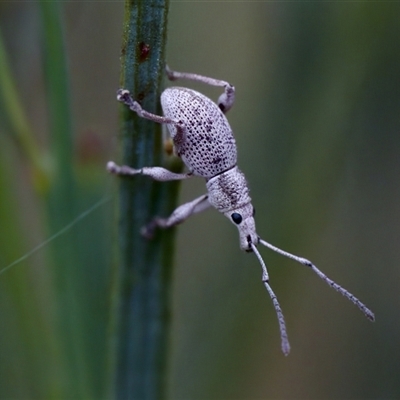 Merimnetes sp. (genus) (A weevil) at Bungonia, NSW - 26 Nov 2024 by KorinneM