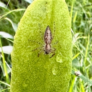 Helpis sp. (genus) (Unidentified Bronze Jumping Spider) at Aranda, ACT by KMcCue