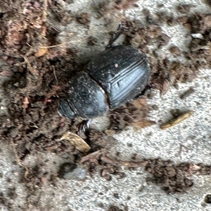 Scarabaeidae (family) at Aranda, ACT - 4 Dec 2024 05:47 PM