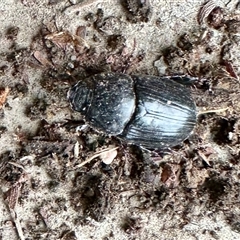 Scarabaeidae (family) at Aranda, ACT - 4 Dec 2024 05:47 PM