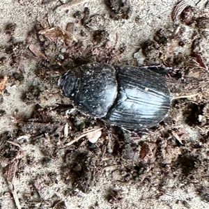 Scarabaeidae (family) at Aranda, ACT - 4 Dec 2024 05:47 PM