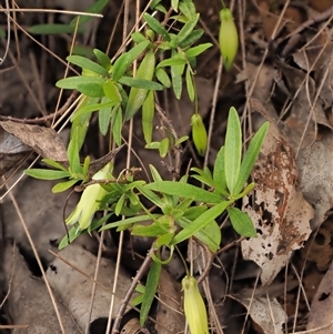 Billardiera macrantha at Uriarra Village, ACT - 22 Nov 2024 11:09 AM