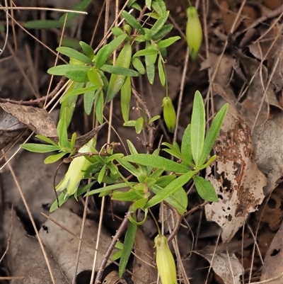 Billardiera macrantha (Mountain Appleberry) at Uriarra Village, ACT - 22 Nov 2024 by KenT