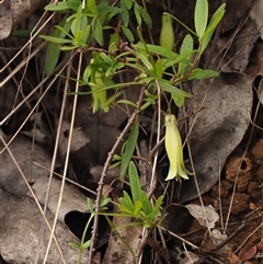 Billardiera macrantha at Uriarra Village, ACT - 22 Nov 2024