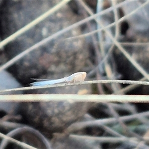 Scolypopa australis at Bungendore, NSW - suppressed