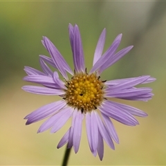 Brachyscome spathulata (Coarse Daisy, Spoon-leaved Daisy) at Uriarra Village, ACT - 22 Nov 2024 by KenT