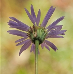 Brachyscome spathulata at Uriarra Village, ACT - 22 Nov 2024 09:39 AM