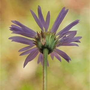 Brachyscome spathulata at Uriarra Village, ACT - 22 Nov 2024 09:39 AM