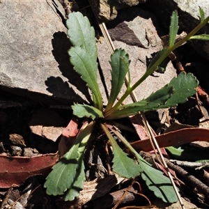 Brachyscome spathulata at Uriarra Village, ACT - 22 Nov 2024 09:39 AM