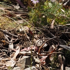 Brachyscome spathulata at Uriarra Village, ACT - 22 Nov 2024 09:39 AM