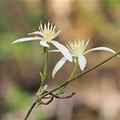 Clematis aristata (Mountain Clematis) at Uriarra Village, ACT - 22 Nov 2024 by KenT