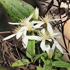 Clematis aristata at Uriarra Village, ACT - 22 Nov 2024 08:10 AM