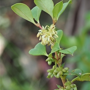 Coprosma hirtella at Uriarra Village, ACT - 22 Nov 2024 08:55 AM