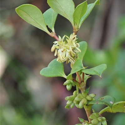 Coprosma hirtella (Currant Bush) at Uriarra Village, ACT - 22 Nov 2024 by KenT