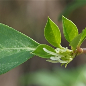 Coprosma hirtella at Uriarra Village, ACT - 22 Nov 2024