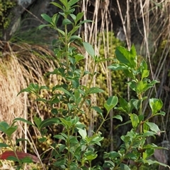 Coprosma hirtella at Uriarra Village, ACT - 22 Nov 2024