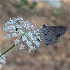 Erina hyacinthina (Varied Dusky-blue) at Acton, ACT - 3 Dec 2024 by HelenCross