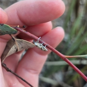 Lixus mastersii at Bungendore, NSW - 4 Dec 2024